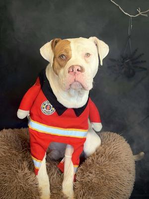 ED, Pit Bull Terrier, adult, available for adoption