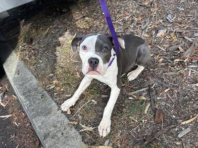 A black and white dog with a purple leash, sitting on the ground.