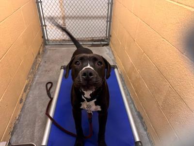 LEGEND, Pit Bull Terrier, young, available for adoption