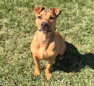 GOLDIE, Terrier, young, available for adoption
