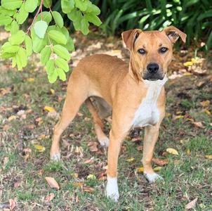 MILA, Pit Bull Terrier, young, available for adoption