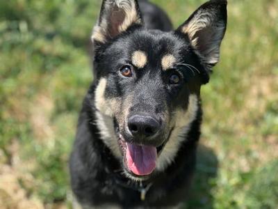 BARNEY, German Shepherd Dog, young, available for adoption