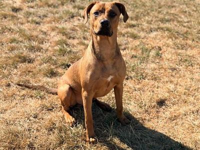 BUCKET, Rhodesian Ridgeback, young, available for adoption