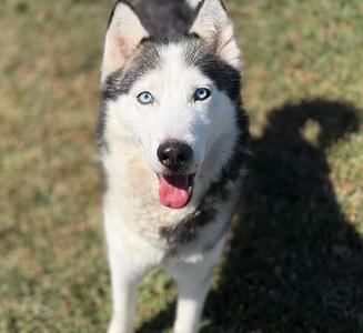 MARIO, Siberian Husky, adult, available for adoption
