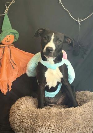 BROWNIE, Pit Bull Terrier, young, available for adoption