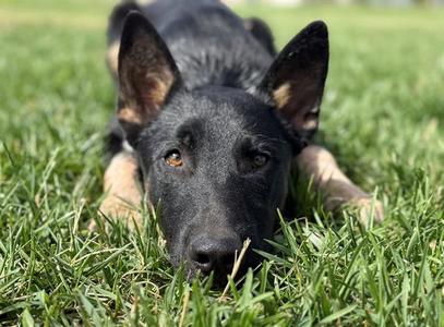 BLIPPI, Australian Cattle Dog/Blue Heeler, young, available for adoption