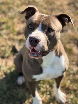 CRASH, Pit Bull Terrier, adult, available for adoption