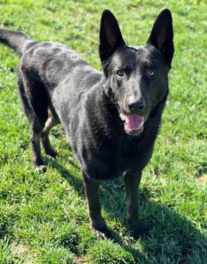 SAINT, German Shepherd Dog, adult, available for adoption