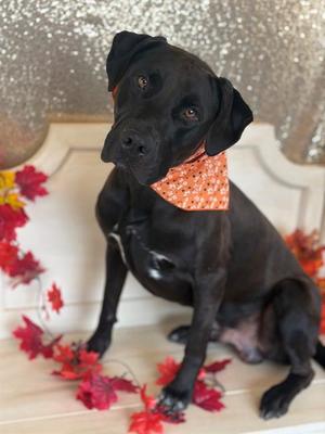 AUTO, Labrador Retriever, adult, available for adoption