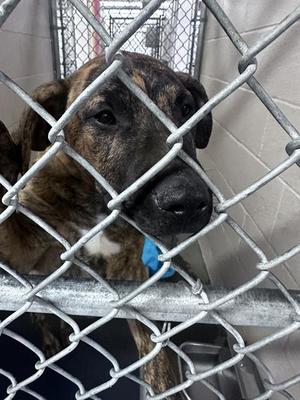 HERCULES, Pit Bull Terrier / Dutch Shepherd, puppy, available for adoption