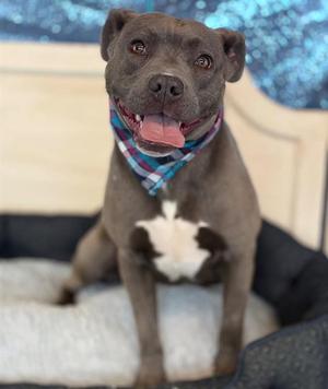 KESHA, Pit Bull Terrier, young, available for adoption