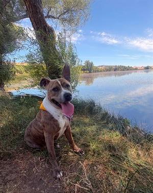 AVA, Pit Bull Terrier, adult, available for adoption