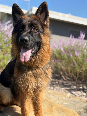EARL, German Shepherd Dog, adult, available for adoption