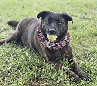SOPHIE, Dutch Shepherd, senior, available for adoption