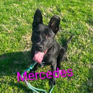 Mercedes, Shepherd, German, adult, available for adoption
