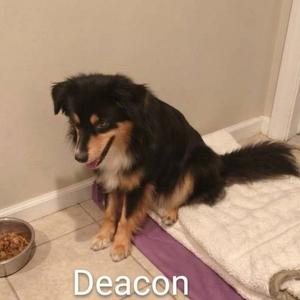 Deacon, Shepherd, Australian, adult, available for adoption
