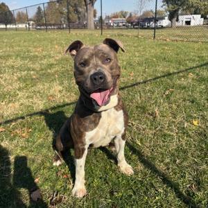 Levi, Terrier, American Pit Bull, adult, available for adoption