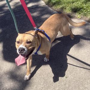 Drake, Terrier, American Pit Bull, adult, available for adoption
