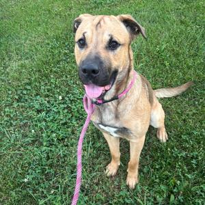 A brown and black dog with a pink collar and leash, sitting on grass.