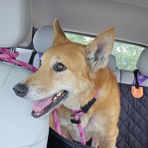 A brown dog with pointed ears and a pink collar is sitting in the back seat of a car, looking out the window.