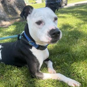 Chevy, Terrier, American Pit Bull, adult, available for adoption