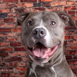 Rock, Terrier, American Pit Bull, adult, available for adoption