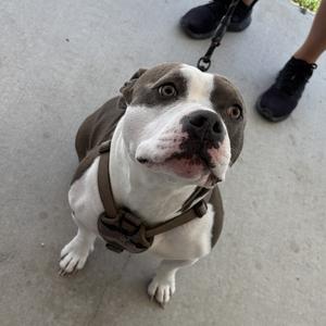 A brown and white dog wearing a harness, sitting on a concrete surface with a person's feet in the background.