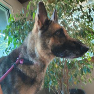 A German Shepherd dog wearing a pink harness, standing indoors with green foliage in the background.