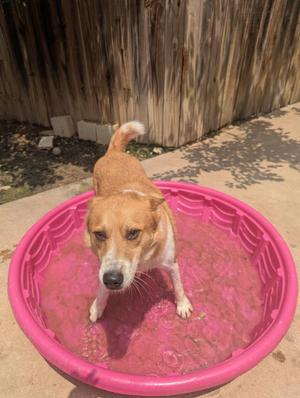 Ozzy, Corgi / Australian Cattle Dog / Blue Heeler, adult, available for adoption