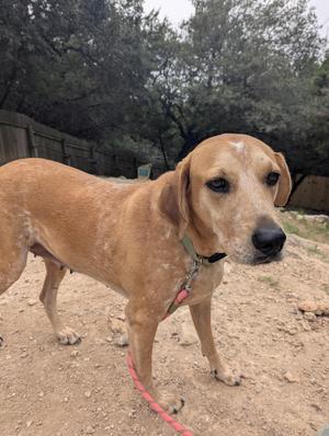 Liberty, Hound, adult, available for adoption