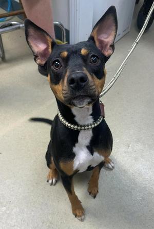 Mia, Terrier / Pit Bull Terrier, adult, available for adoption