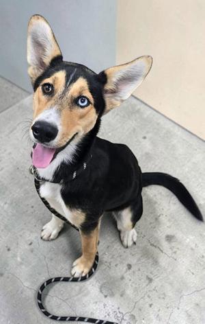 Jessie, adult, available for adoption