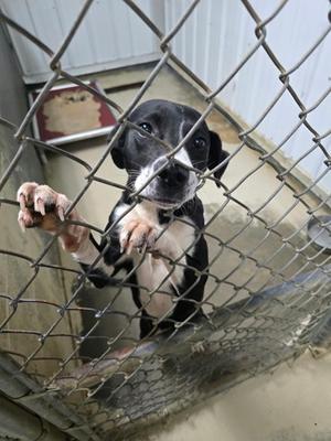 A black and white dog with a white chest and paws is standing behind a chain-link fence, looking up with its front paws resting on the fence.