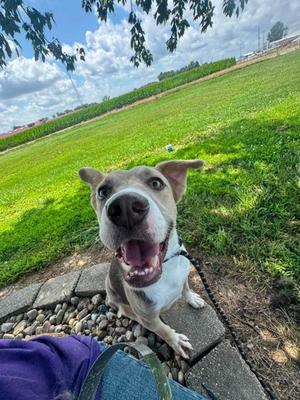 Grim, adult, available for adoption