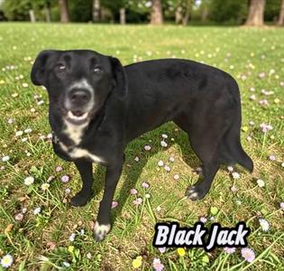 Black Jack, adult, available for adoption