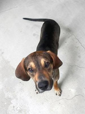 Brooks, Labrador Retriever / German Shepherd Dog, adult, available for adoption