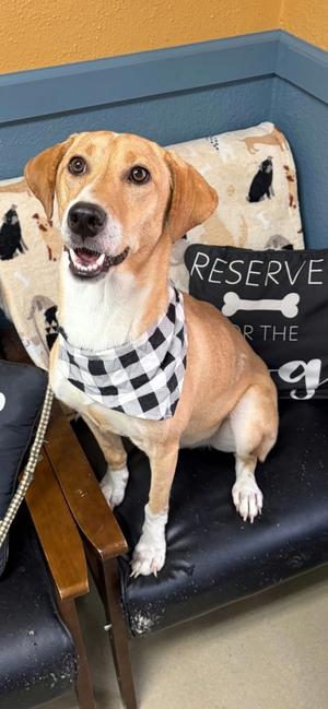 Bruce, young, available for adoption