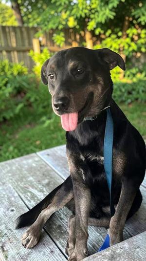 Gunner, Shepherd, adult, available for adoption