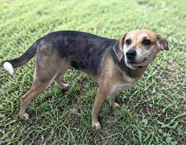 Indy, Hound, adult, available for adoption