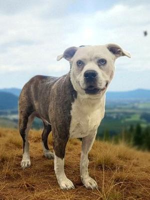 Athena Grace, Boxer, senior, available for adoption