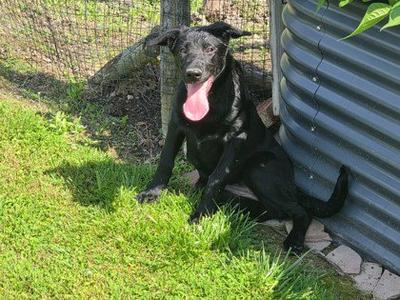 Bessie's Baked Beans, Labrador Retriever, young, available for adoption