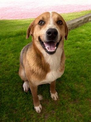 Big Boy Jethro, adult, available for adoption