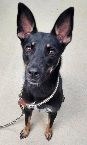 Bashful Bear, German Shepherd Dog, adult, available for adoption