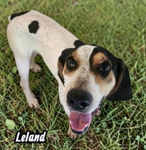 Leland, Coonhound, adult, available for adoption