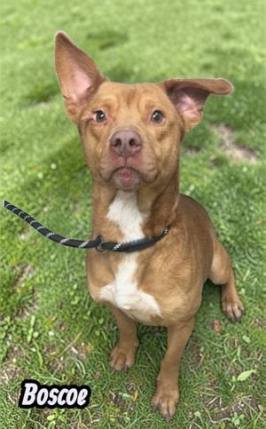 Boscoe, Retriever, adult, available for adoption