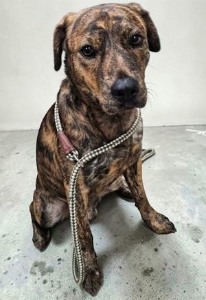 Dallas, American Pit Bull Terrier, adult, available for adoption