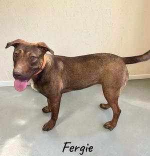 Fergie, Shepherd, adult, available for adoption