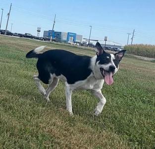 Kara, Welsh Corgi / Border Collie, young, available for adoption