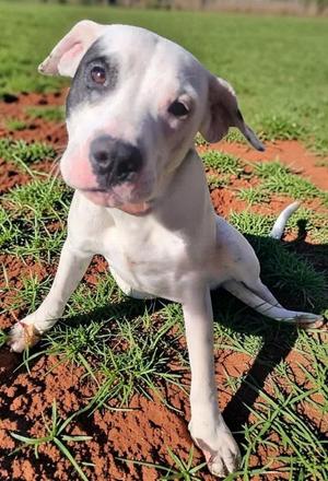 Gabe, adult, available for adoption