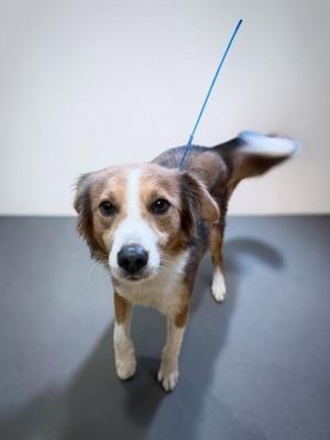 A brown and white dog with floppy ears standing on a gray surface, looking directly at the camera. A blue leash is attached to its back.